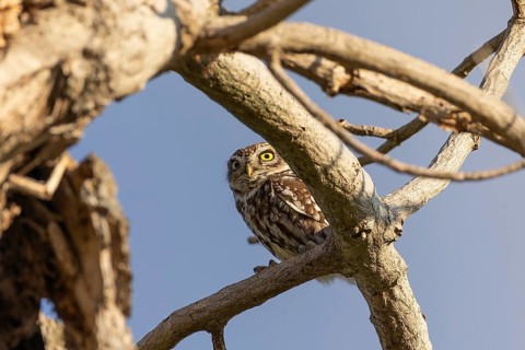 A little owl perches on a bare tree branch, its bright eyes scanning the surroundings. The blue sky