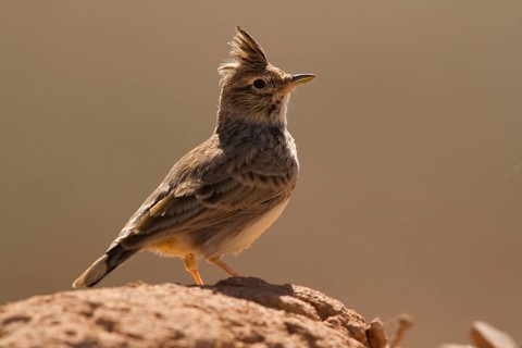 Thekla Lark (Galerida theklae), Morocco