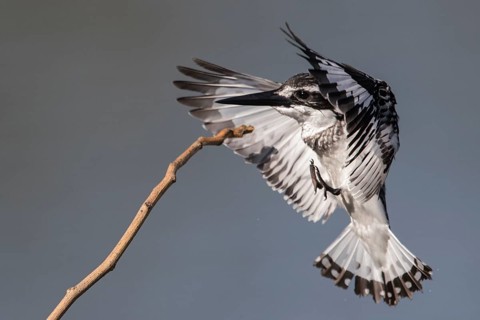 Pied Kingfisher (Ceryle rudis) female landing on a twig, Gambia