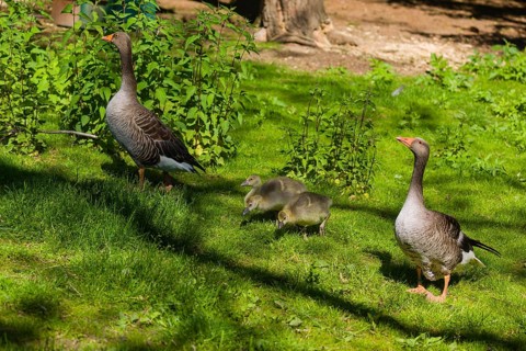 One couple of adult Greylag Goose, Anser anser, with three chicks walk over a green meadow