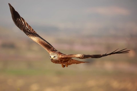 Red Kite (Milvus milvus) flying, Spain