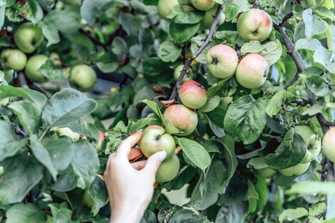 A hand reaches toward ripe apples hanging on a tree branch surrounded by green foliage. The scene