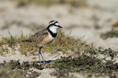 Madagascan Plover (Charadrius thoracicus), Madagascar