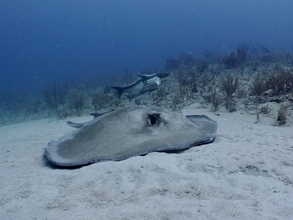 A Southern Stingray (Hypanus americanus) lies on a sandy seabed with fish in the background, at the