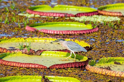 Mongrove Heron (Butorides striatus) Pantanal Brazil