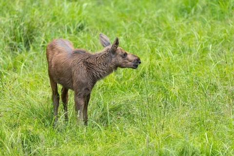 Moose (Alces alces) calf standing on a wet meadow. Green grass around