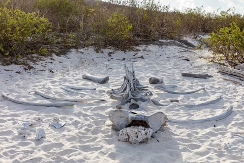 Whale skeleton, Gardner Bay beach, Isla Española, Galapagos, Ecuador