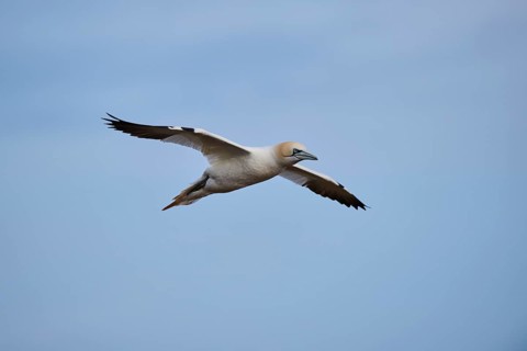 Northern gannet (Morus bassanus) flying in the sky, wildlife, Helgoland, Germany