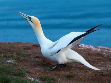 Northern Gannet (Morus bassanus), Schleswig-Holstein, Germany