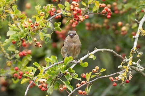 Eurasian bullfinch (Pyrrhula pyrrhula) juvenile bird in a hawthorn tree in a hedgerow with red