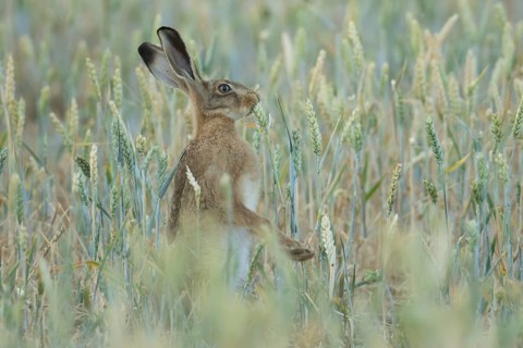 European brown hare (Lepus europaeus) adult animal eating a wheat plant in a farmland field in
