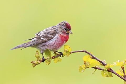 Redpoll, songbird, family of goldfinches, (Carduelis flammea), animals. Birds, Varanger Bird Park,