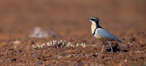 Crocodile-bird, (Pluvianus aegytpticus), Crocodile-bird, Egyptian Plover, Pluvian fluviatile,