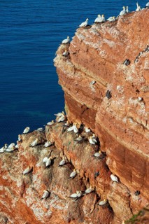 Northern Gannet (Morus bassanus) feeding off Heligoland, Heligoland, Schleswig-Holstein, Germany