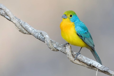 Orange-breasted Bunting (Passerina leclancherii) perched on a branch in Oaxaca, Mexico