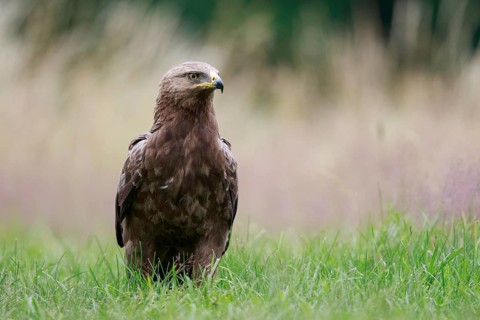 Lesser Spotted Eagle (Clanga pomarina) on grassland, Poland