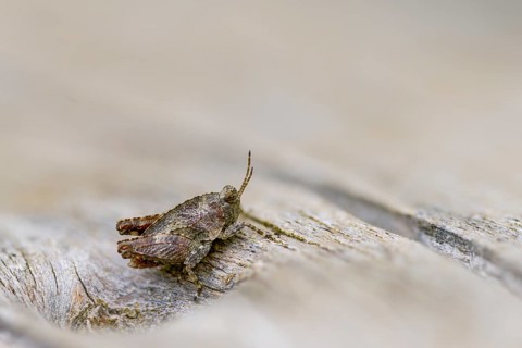 Caelifera, spinhopper, short-feeler spiny, long-horned groundhopper, tetrix tenuicornis,