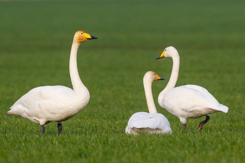 Whooper Swan (Cygnus cygnus), North Rhine-Westphalia, Germany