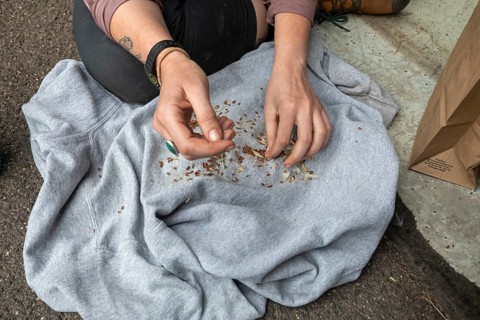 Grand Canyon National Park, Arizona - Volunteers separate milkweed seeds from floss at the canyon's