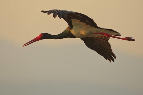 Black Stork (Ciconia nigra) flying, Greece