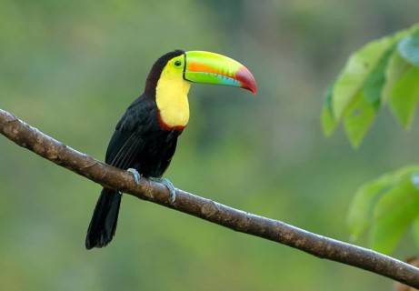 Keel-billed Toucan (Ramphastos sulfuratus) - at Laguna Lagarto Lodge near Boca Tapada, Costa Rica