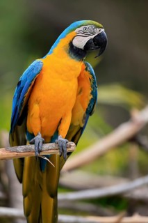 Yellow-breasted Macaw (Ara ararauna), adult, on wait, South America