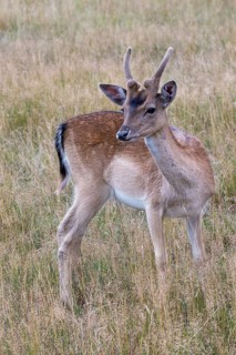 Dama dama, fallow deer, fallow deer, high size, vertical format, mammals, mammals