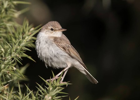 Booted Warbler (Iduna caligata) perched on a branch, Wales, United Kingdom