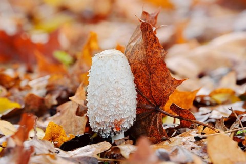 Shaggy ink cap (Coprinus comatus) amongst autumn leaves, North Rhine-Westphalia, Germany