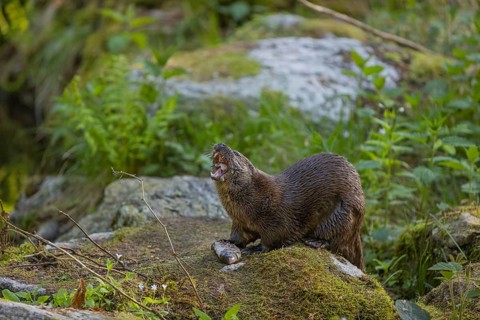 One Eurasian otter (Lutra lutra), sitting on a mossy rock and eating a fresh caught fish