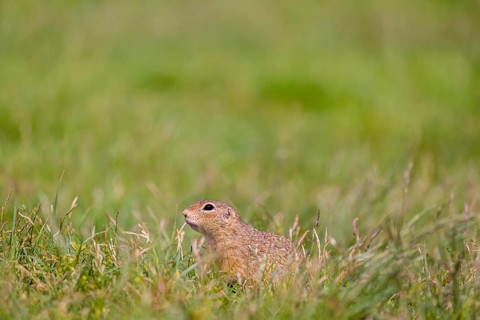 A European ground squirrel (Spermophilus citellus) or European souslik sits in green gras, looking