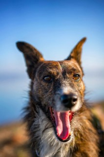 A cheerful brown dog with long whiskers and pointed ears, mouth open in excitement. Captured