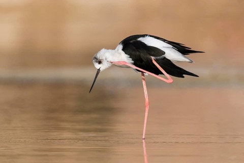 Black-winged Stilt (Himantopus himantopus) preening, Eilat, Israel