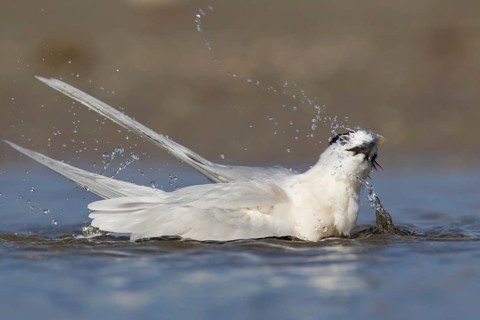 Sandwich Tern (Thalasseus sandvicensis) bathing, Florida, USA