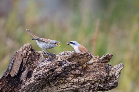 Red-backed shrike (Lanius collurio) Juvenile and adult bird Germany