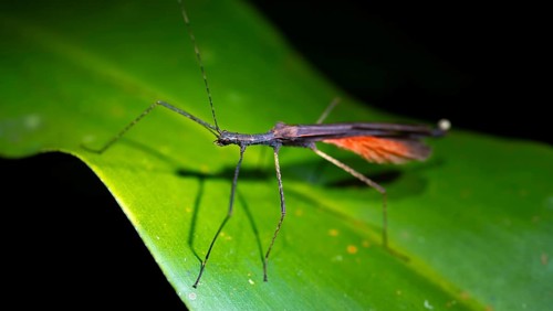 Ghost insect (Phasmatodea) sitting on a leaf, at night in the tropical rainforest, Heredia