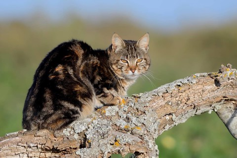 House cat sitting on a tree trunk, Algarve, Portugal