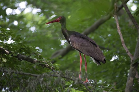 Black Stork (Ciconia nigra), Saxony, Germany