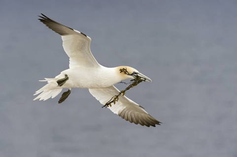 Northern Gannet (Morus bassanus) flying, Quebec, Canada