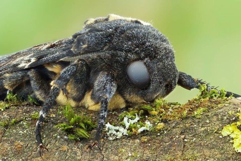 Deaths-head Hawk Moth - Totenkopfschwärmer - Acherontia atropos, Germany, imago