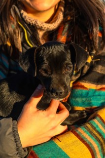 Cute black puppy cradled in human hands, wrapped in a colorful striped blanket during warm golden