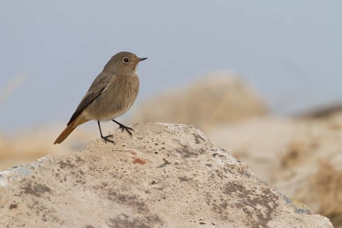 Black Redstart - Hausrotschwanz - Phoenicurus ochruros ssp. gibraltariensis, Germany, adult female