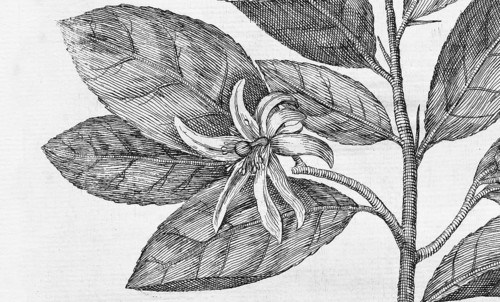 Blossom, Blossoming lemon tree, citrus fruit, copperplate engraving from Giovanni Baptista Ferrari