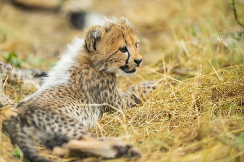 Cheetah (Acinonyx jubatus) youngster lying on a meadow, captive, occurrence Africa