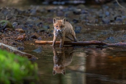 One young red fox, Vulpes vulpes, walking through a shallow forest creek in late light. Searching