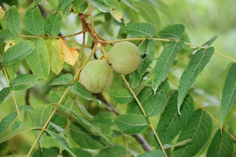 Black walnut tree (Juglans nigra), fruit on the tree, Haut-Rhin, Alsace, Grand Est, France