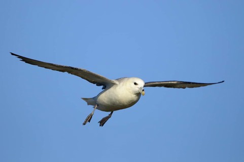 Eissturmvogel (Fulmarus glacialis), Fulmar, Altvogel im Flug, Juni, Insel Helgoland,