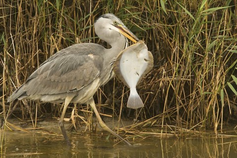 Grey Heron (Ardea cinerea) foraging, Texel, Netherlands