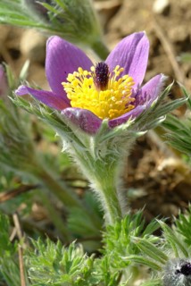 Common pasque flower (Pulsatilla) vulgaris, also known as common pasque flower, pasque flower or