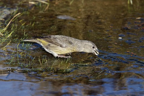 Grote Kruisbek, Parrot Crossbill, Loxia pytyopsittacus